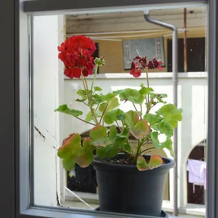 Alloggio in famiglia Homestay In Light Sojourn Lubiana